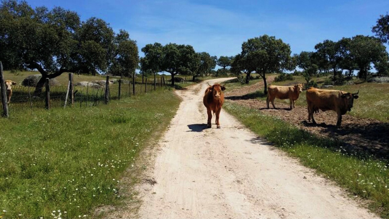 Photo of Others in Mirandilla