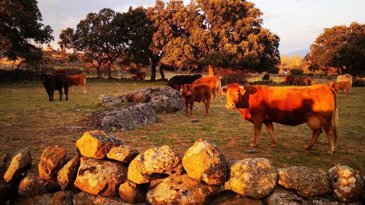 Photo of Others in Villar de Corneja