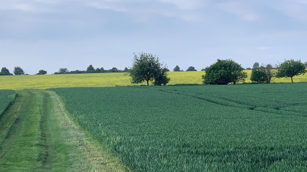Photo of Others in Schmira
