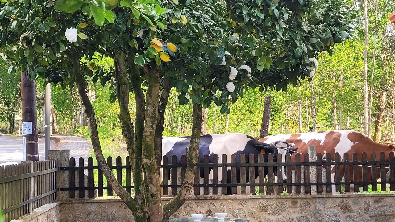 Photo of Outdoor in Morana