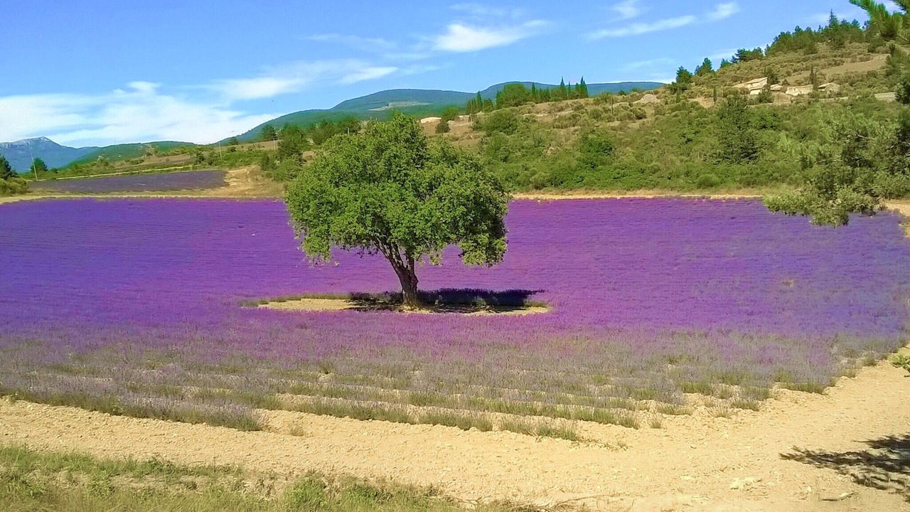 Photo of Others in Morieres-les-Avignon