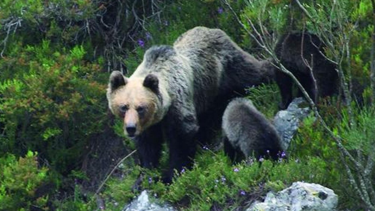 Photo of Others in Caboalles de Abajo