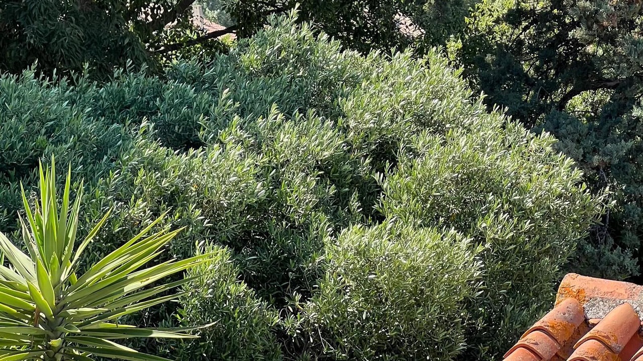Photo of Outdoor in Fontvieille