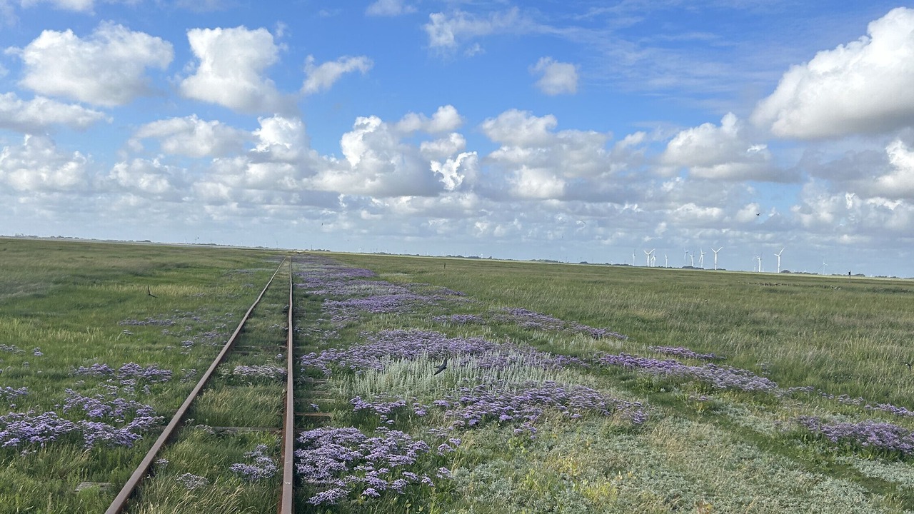 Photo of Others in Hallig Langeneß