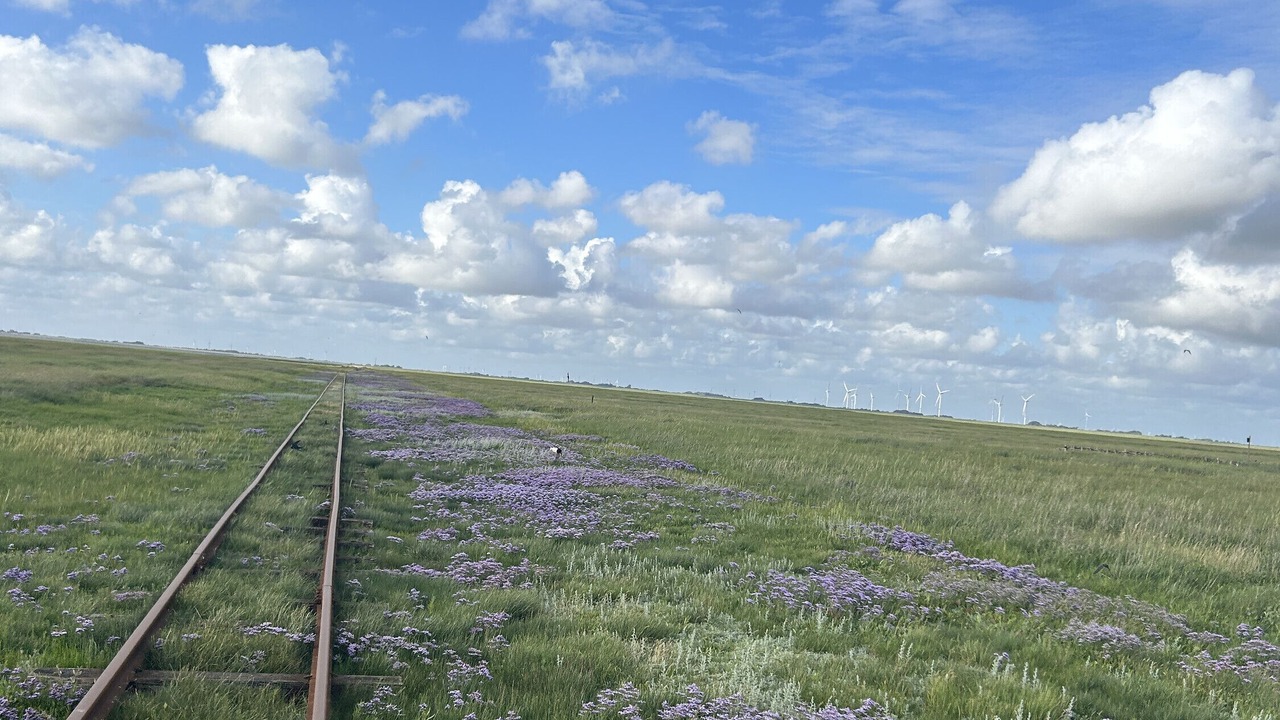 Photo of Others in Hallig Langeneß
