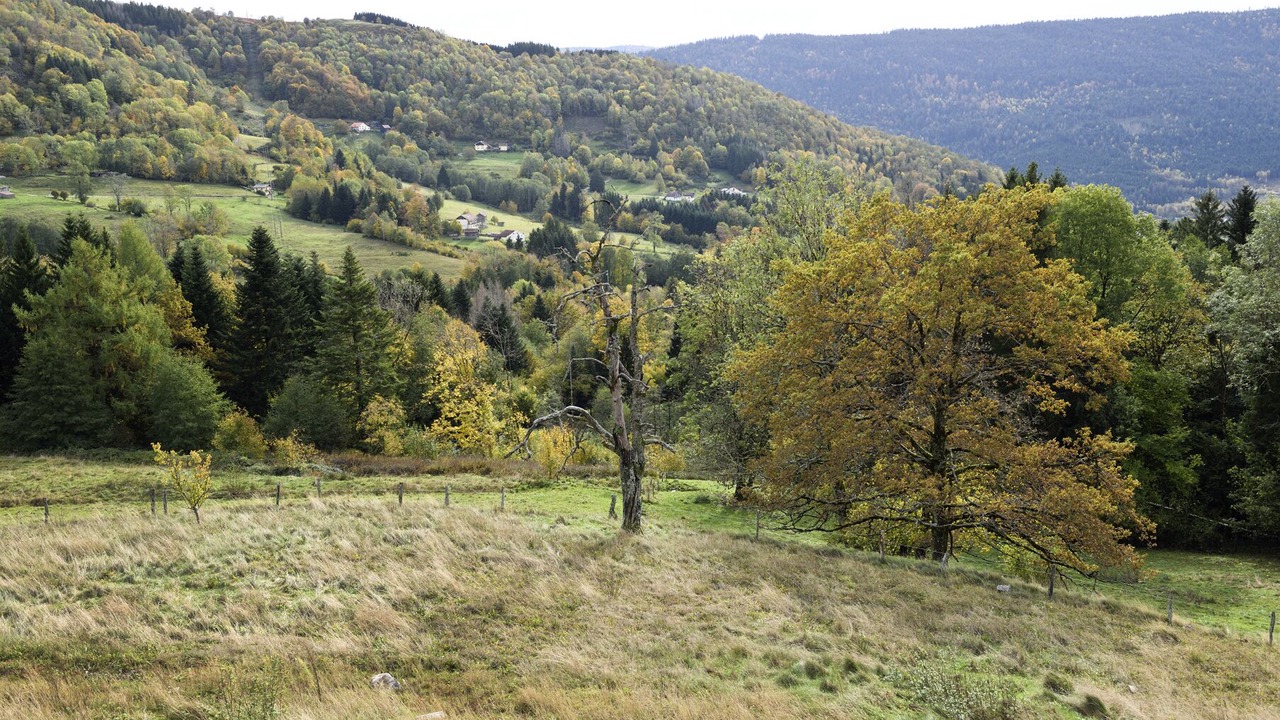 Photo of Others in Saulxures-sur-Moselotte
