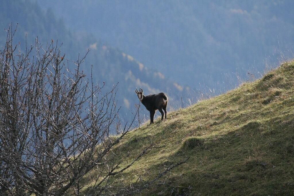 Photo of Others in Bogeve