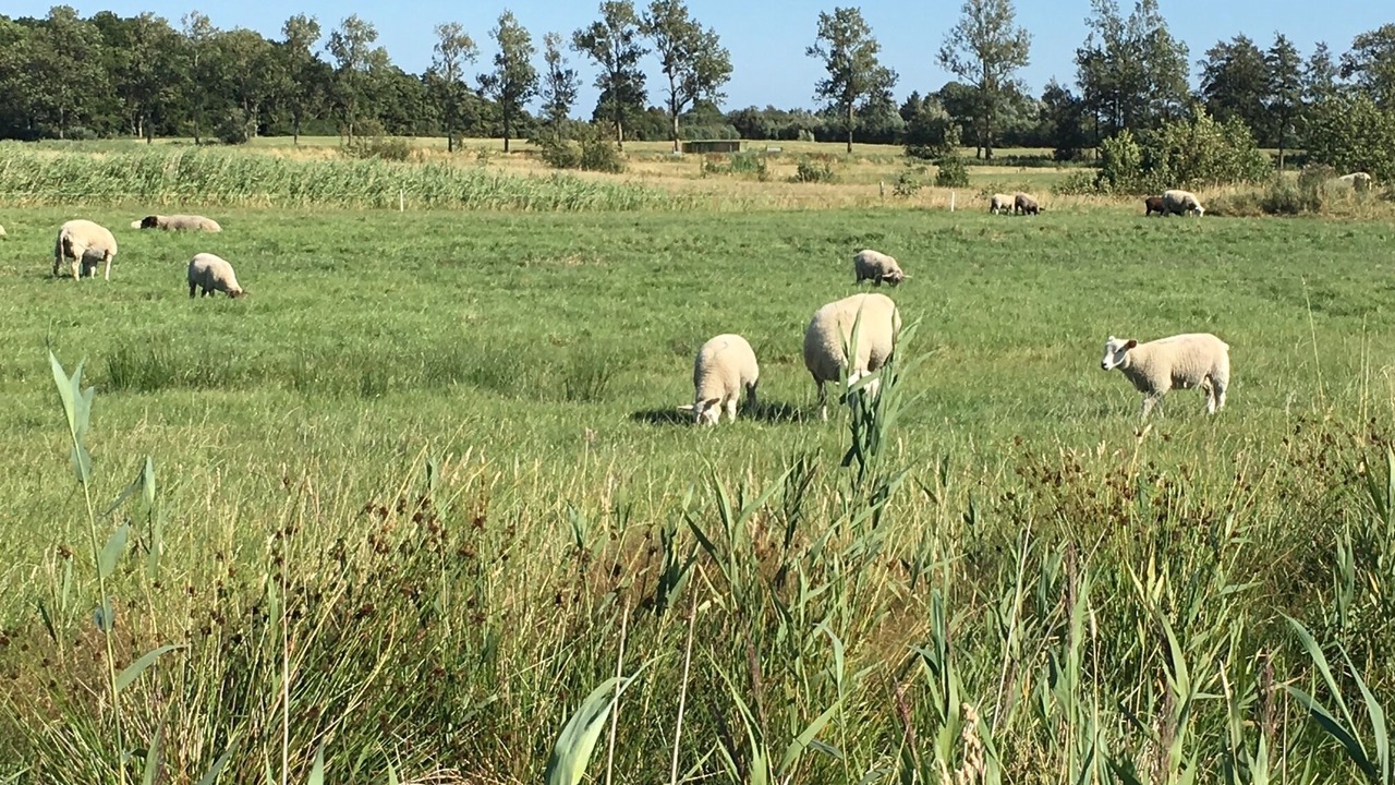 Photo of Others in Eiderstedt