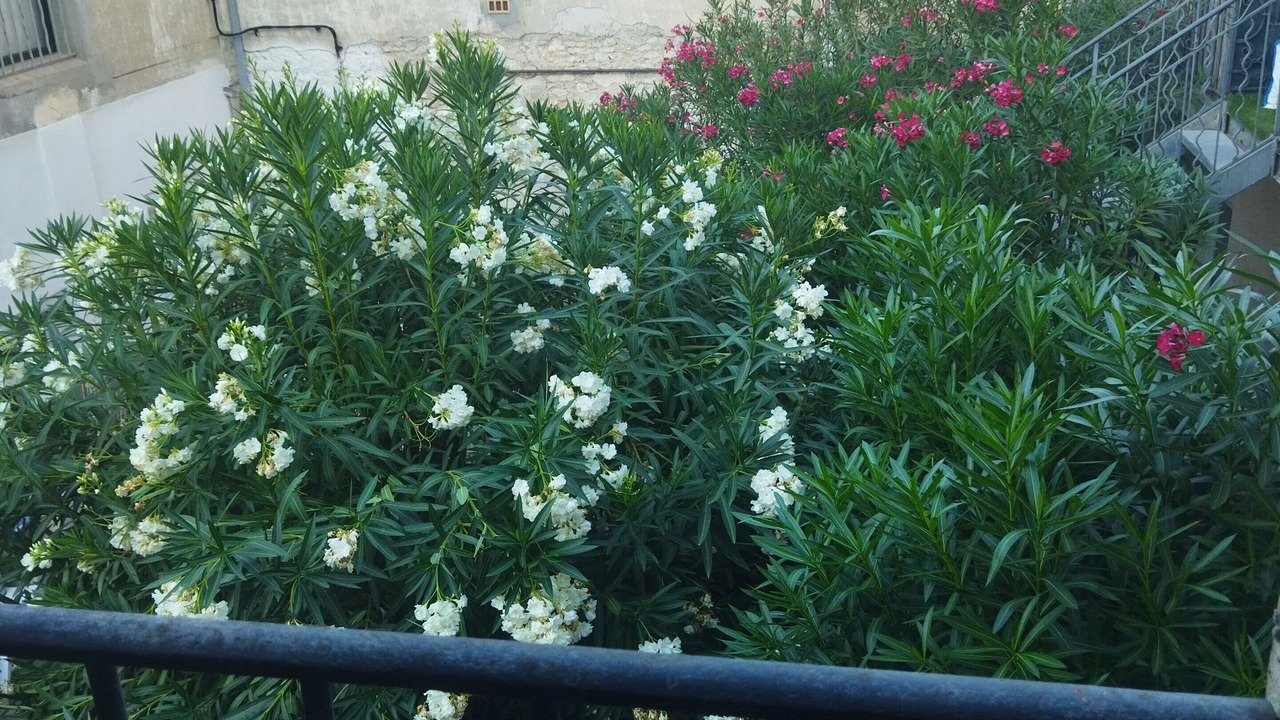Photo of Outdoor in Cadereau