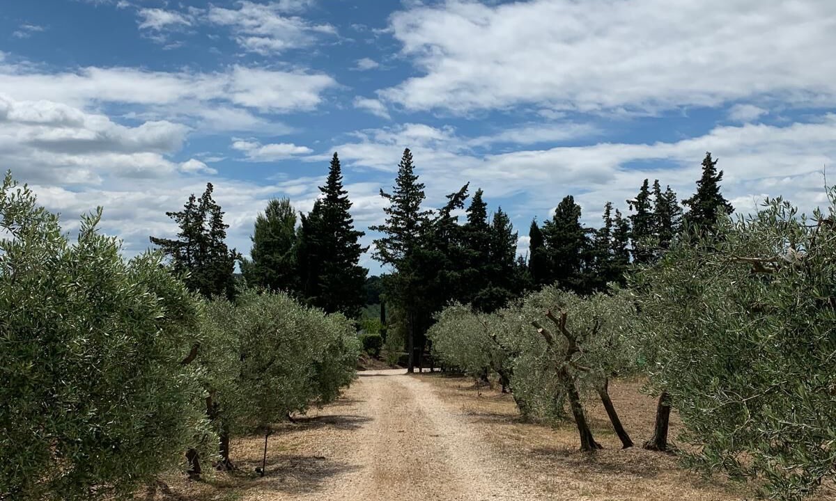 Photo of Others in Paradou