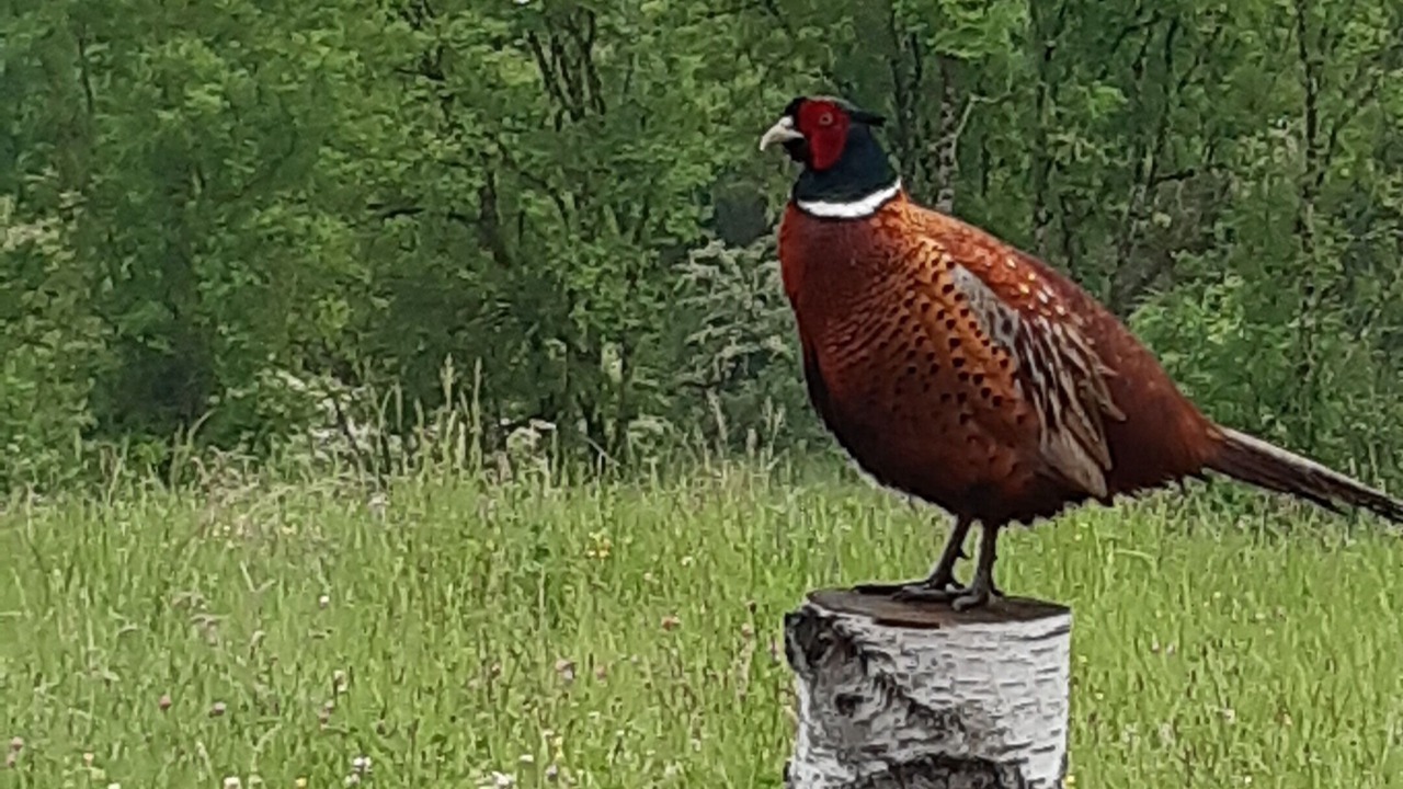 Photo of Others in Charchilla