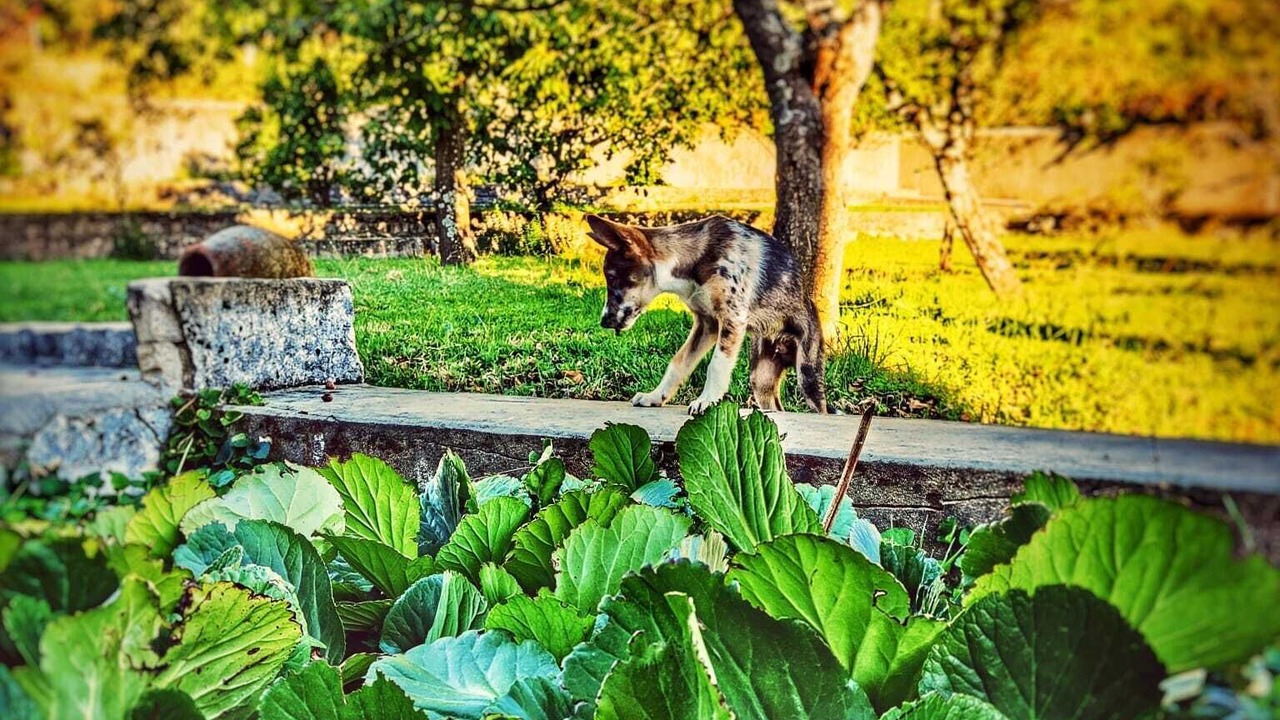 Photo of Outdoor in Piedralaves