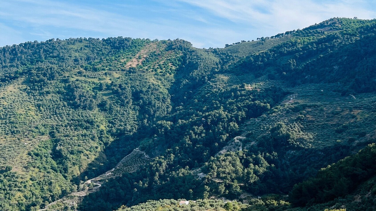 Photo of Others in Yunquera