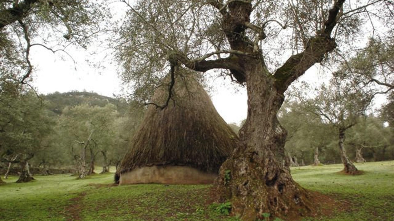 Photo of Others in Encinasola