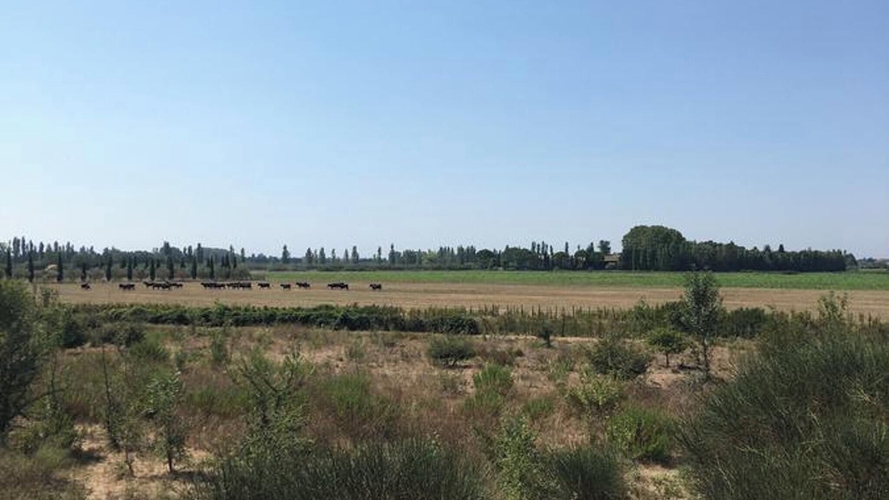 Photo of Others in Marsillargues
