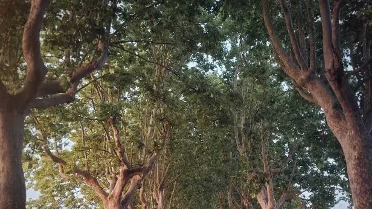 Photo of Others in Albaron