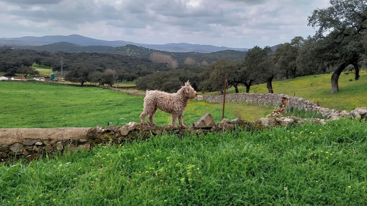 Photo of Others in El Real de la Jara