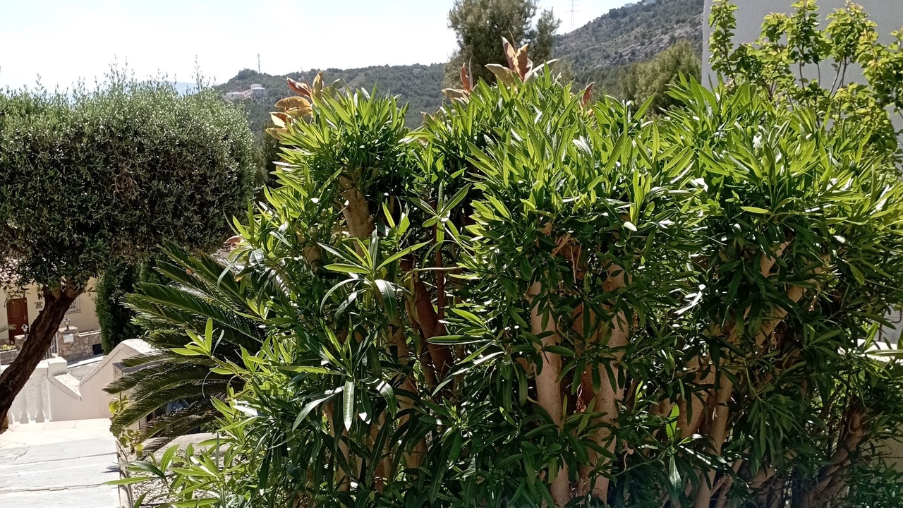 Photo of Outdoor in Alcossebre
