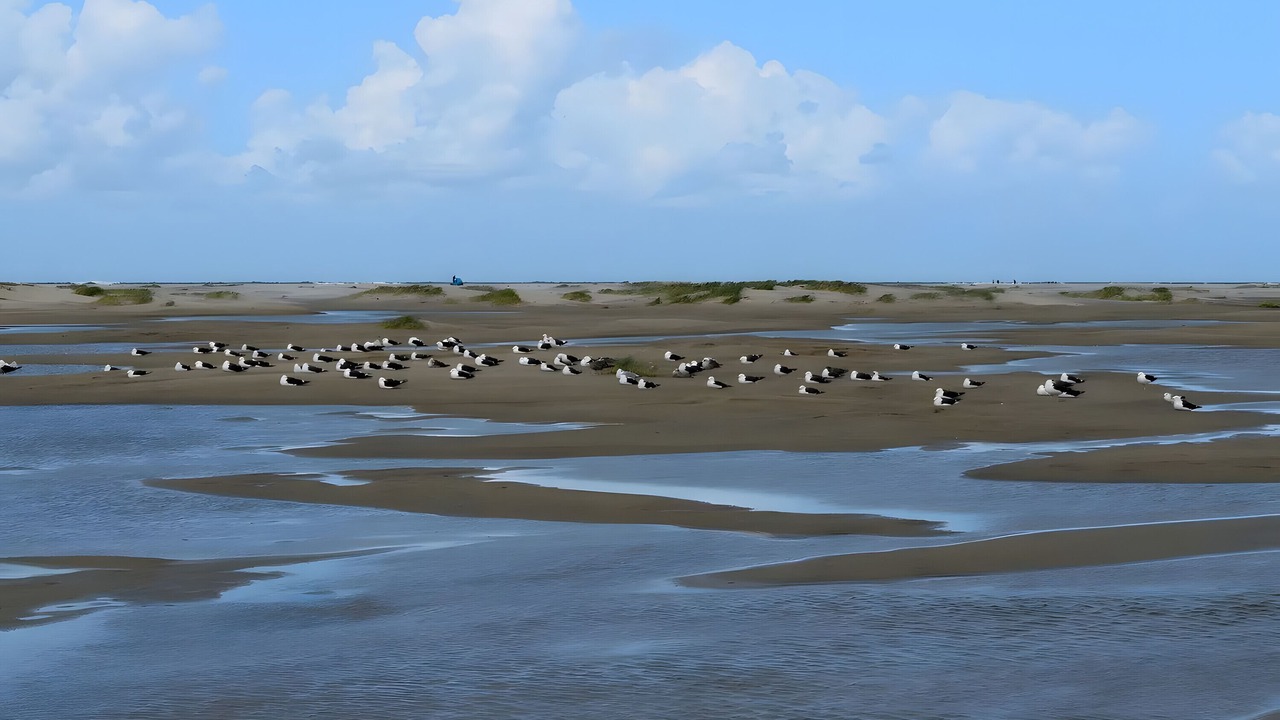 Photo of Others in Borkum