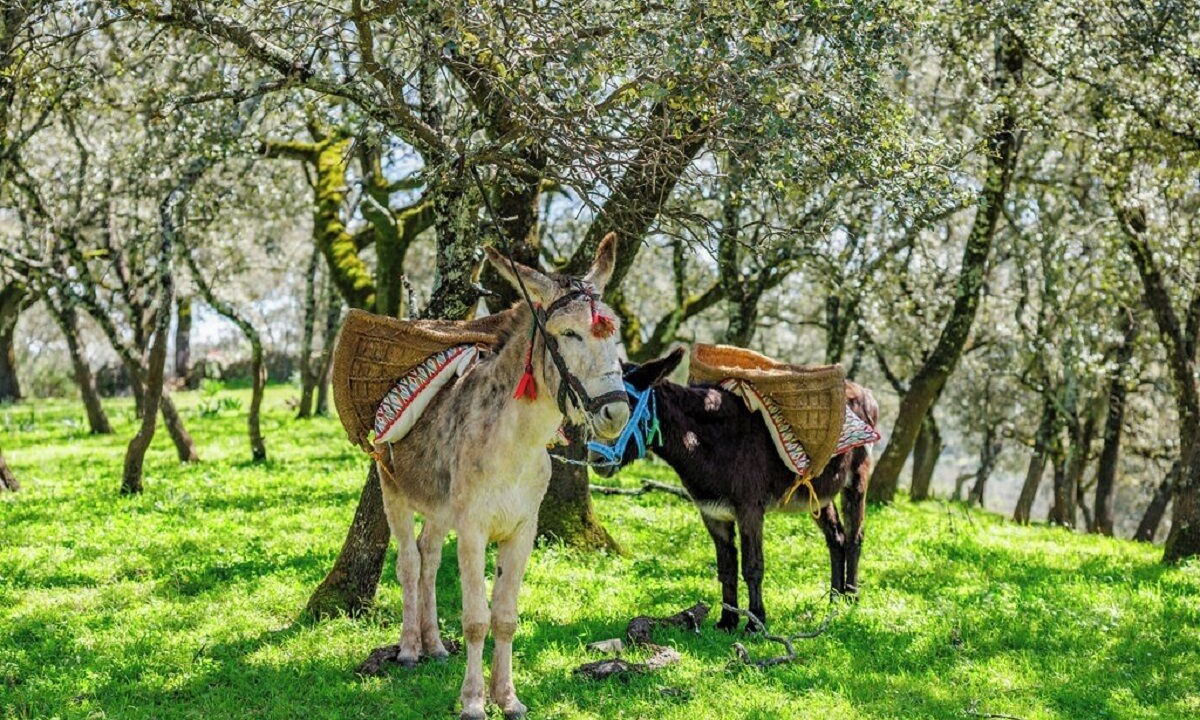 Photo of Others in Aracena