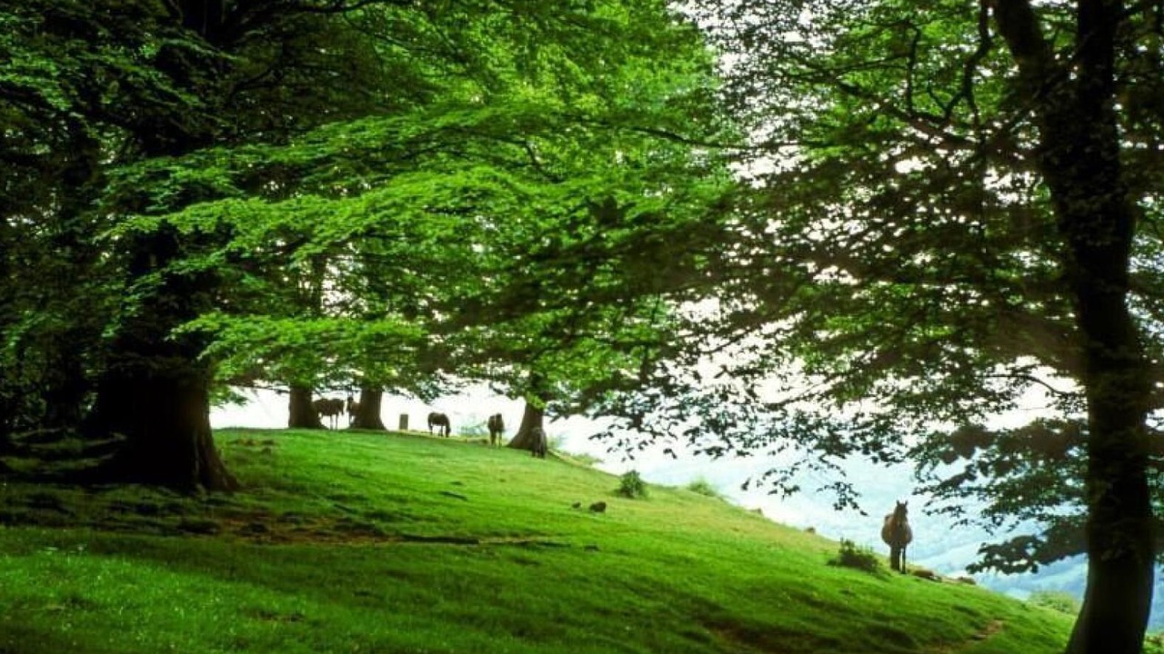 Photo of Others in Oronoz