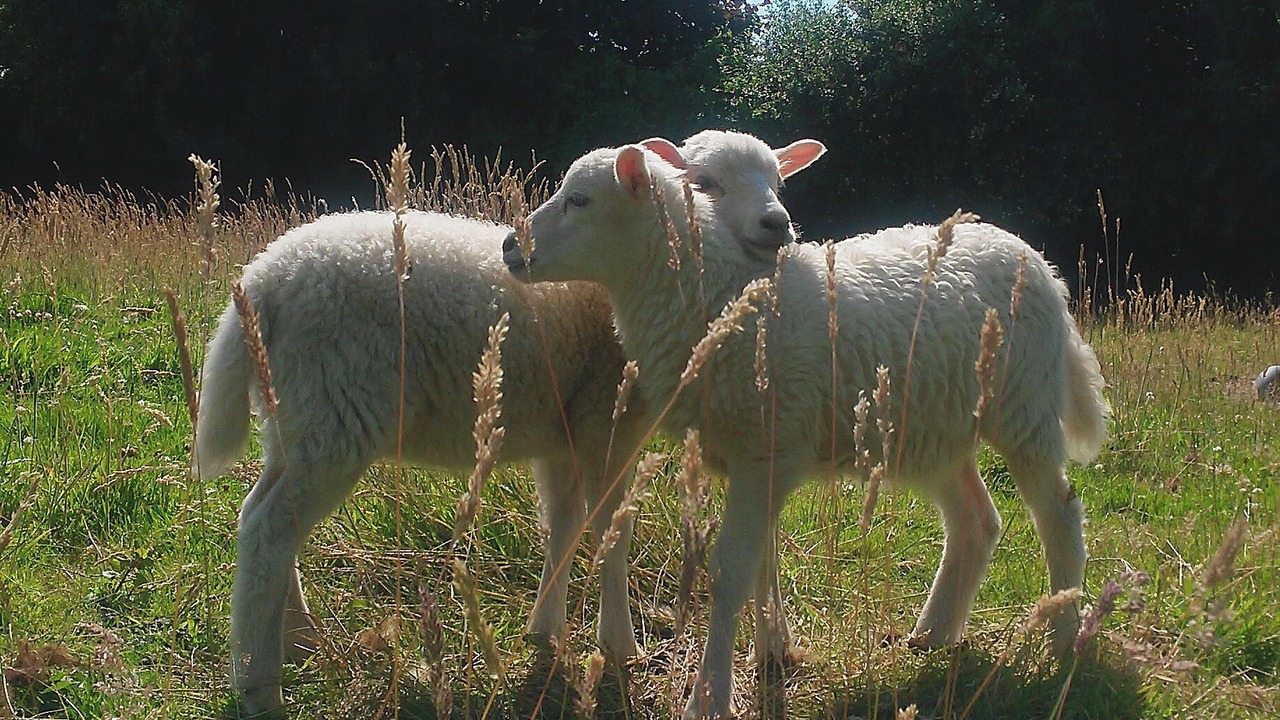 Photo of Others in Wesselburener Deichhausen