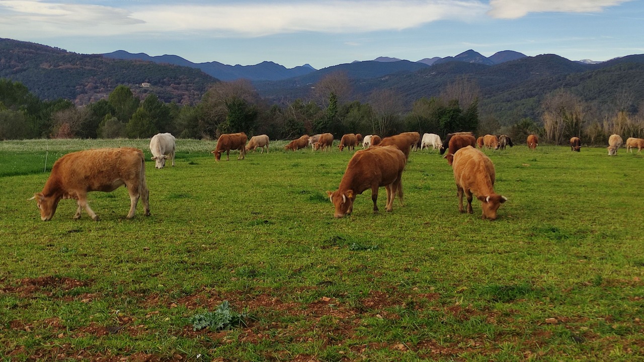 Photo of Others in Tortella