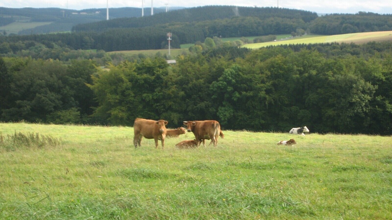 Photo of Outdoor in Halenfeld