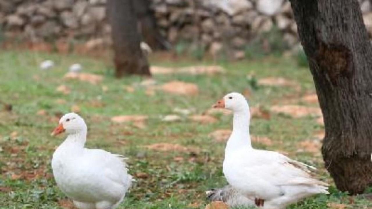 Photo of Others in Sant Llorenc des Cardassar