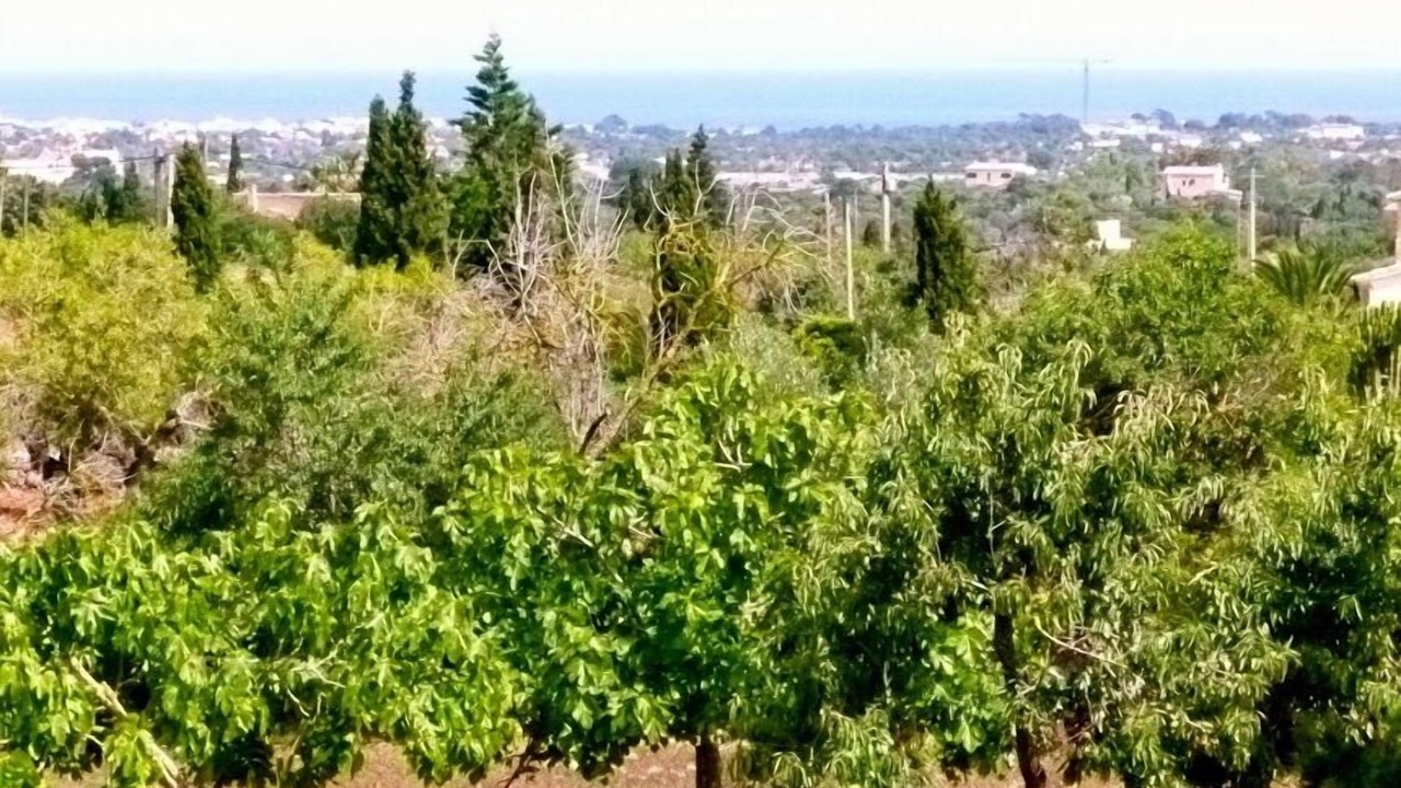 Photo of Outdoor in Sant Llorenc des Cardassar