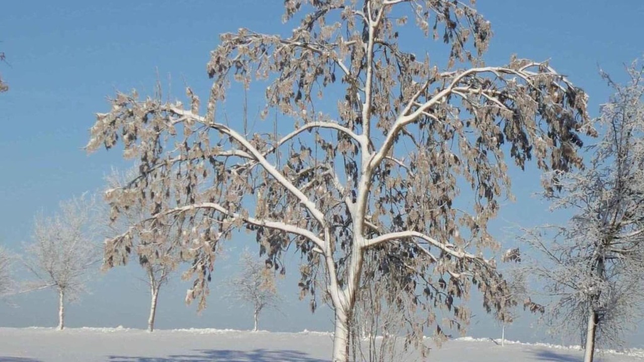 Photo of Others in Dankerode