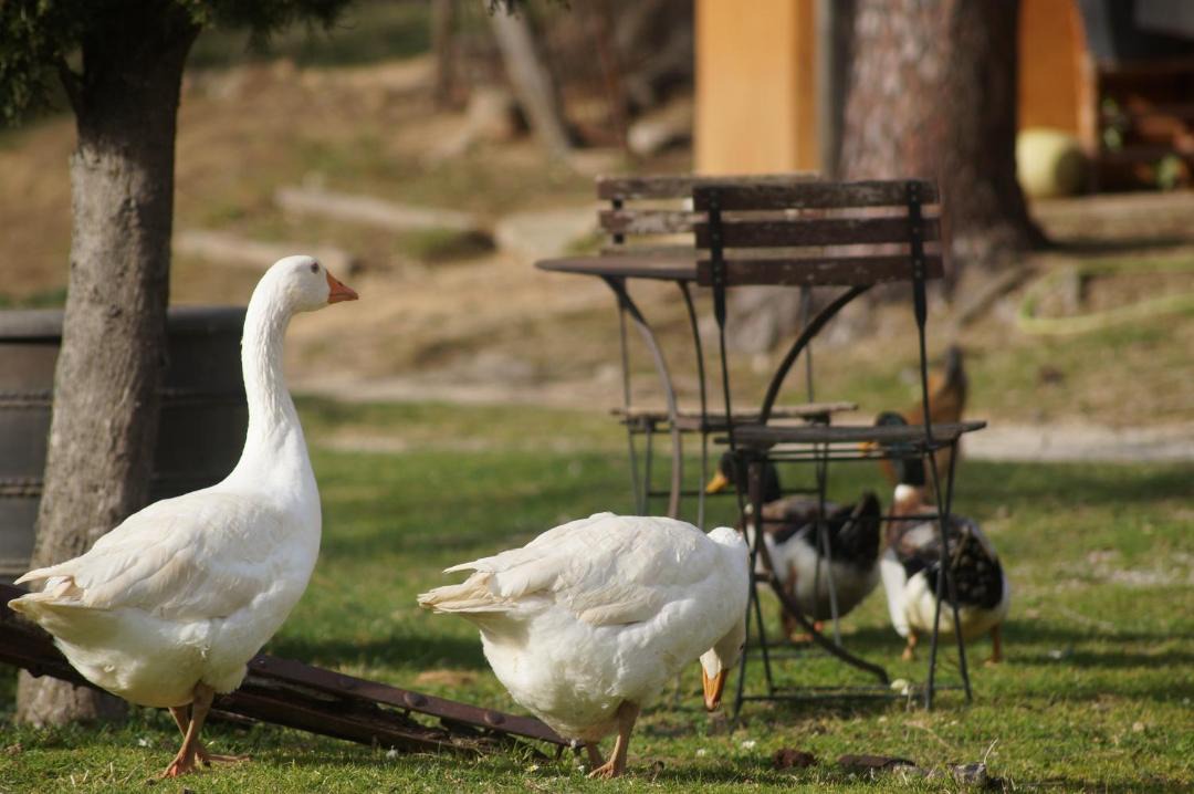 Photo of Others in Macanet de Cabrenys