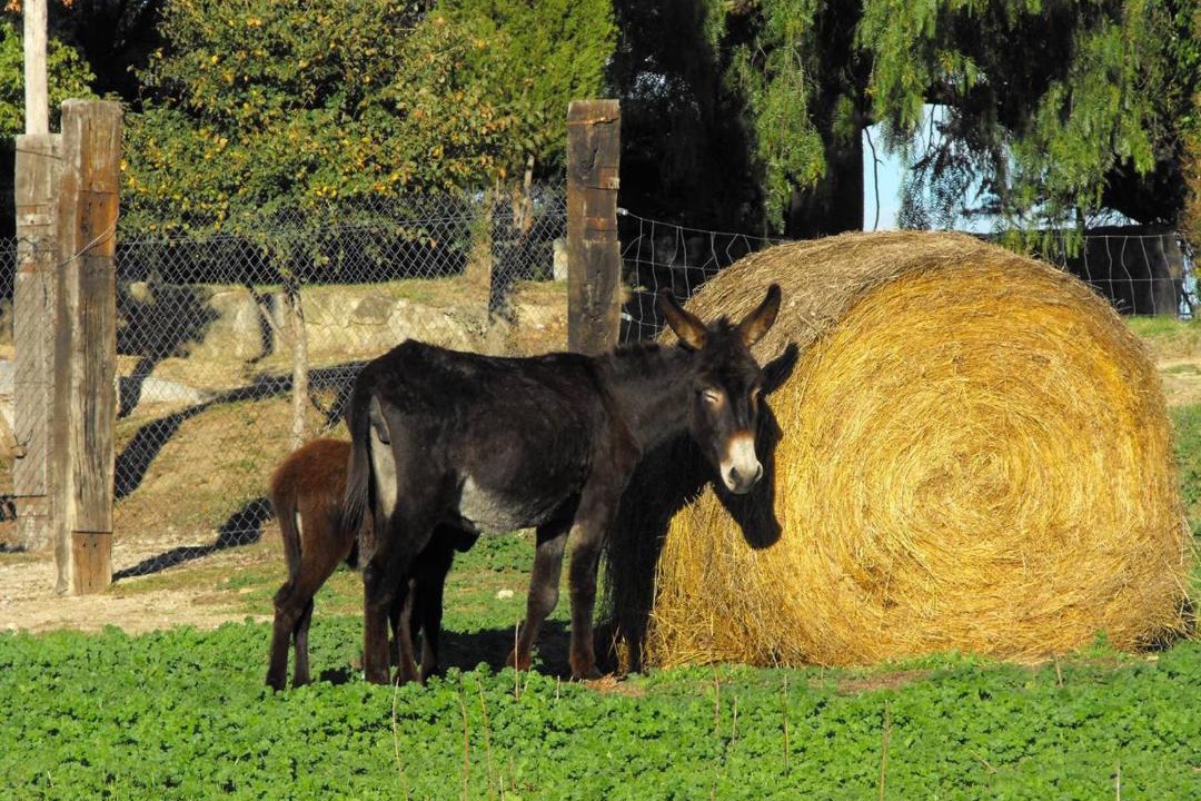 Photo of Others in Macanet de Cabrenys