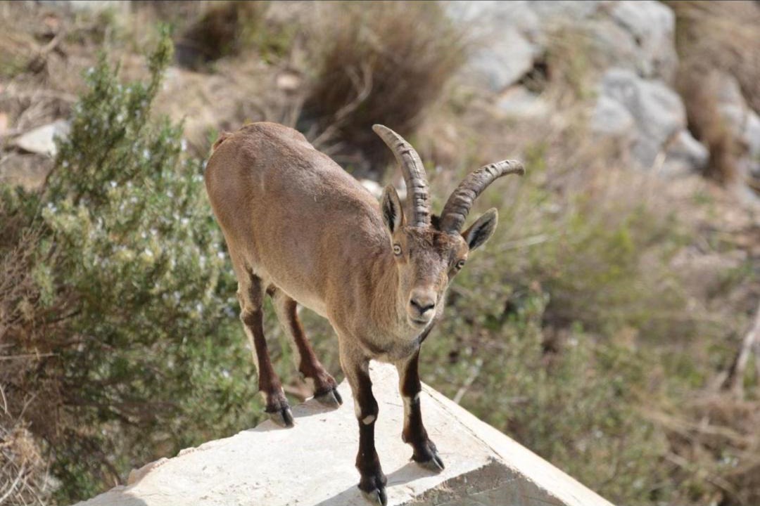Photo of Others in Frigiliana