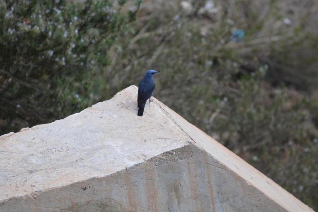 Photo of Others in Frigiliana