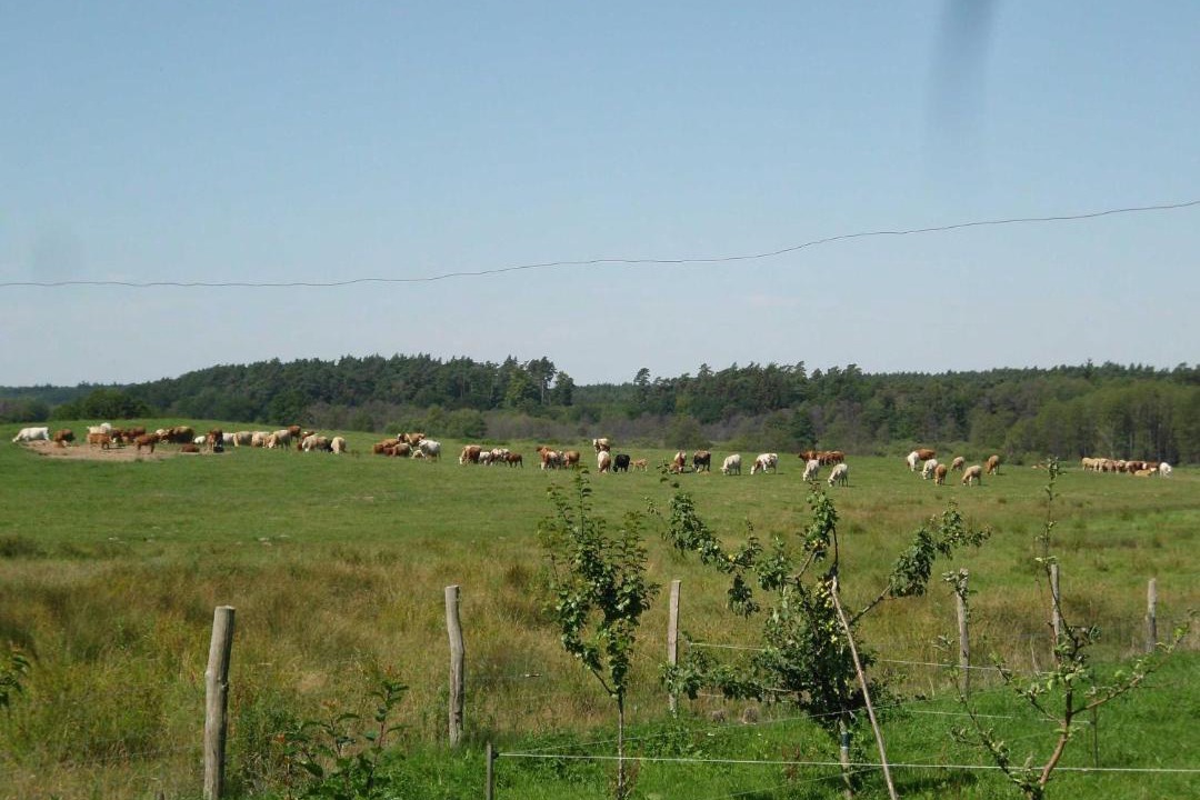 Photo of Others in Demmin