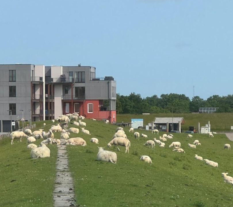Photo of Buildings in Pellworm