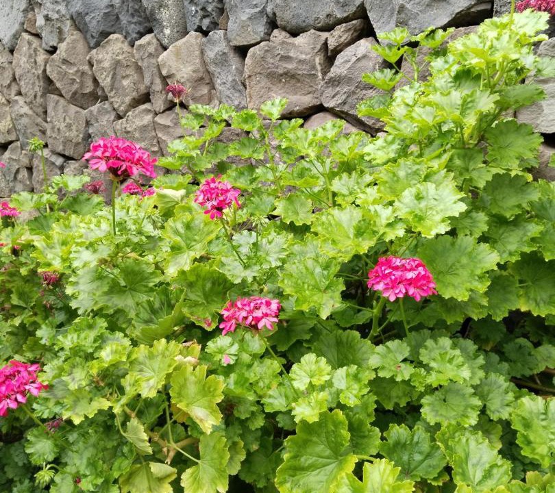 Photo of Outdoor in Garachico