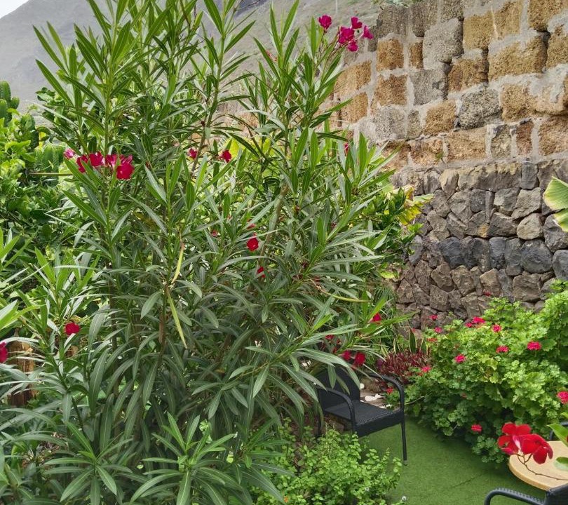 Photo of Outdoor in Garachico