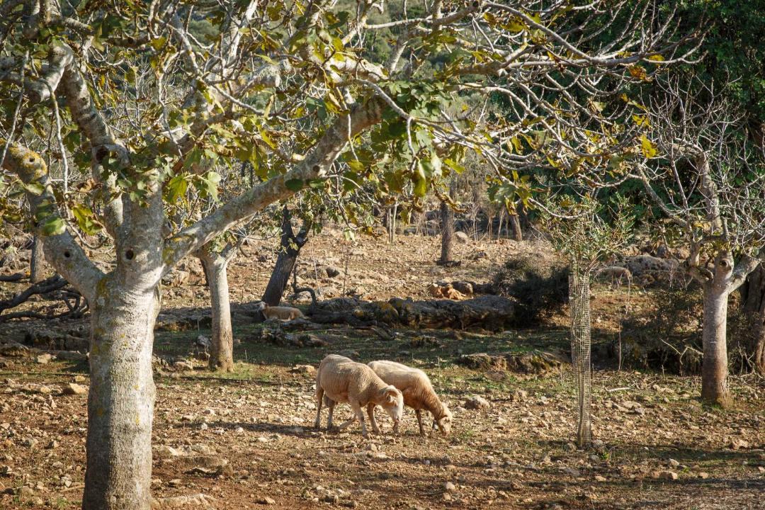 Photo of Others in Arta