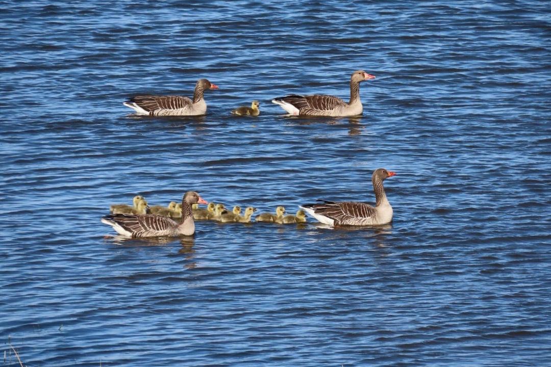 Photo of Others in Fedderswarf