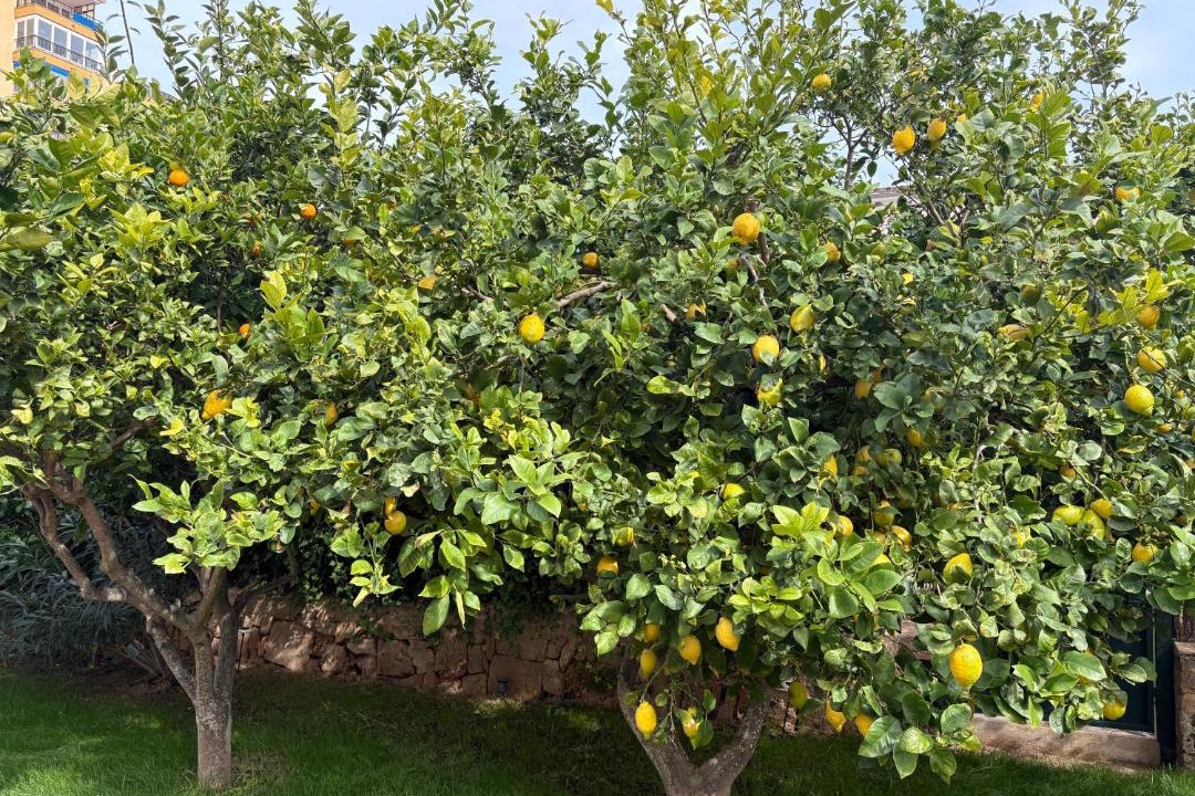 Photo of Outdoor in Les Meravelles