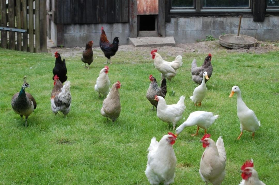 Photo of Others in Tetenbull