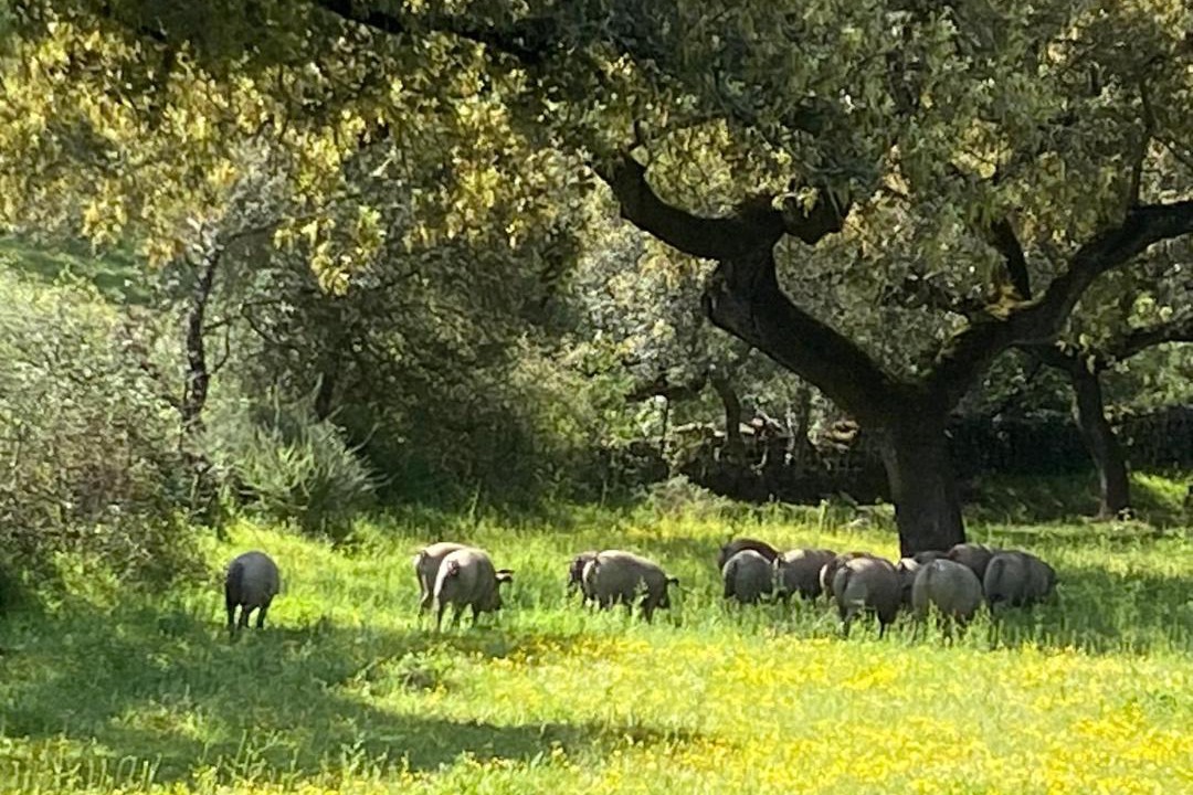 Photo of Others in Jerez de los Caballeros
