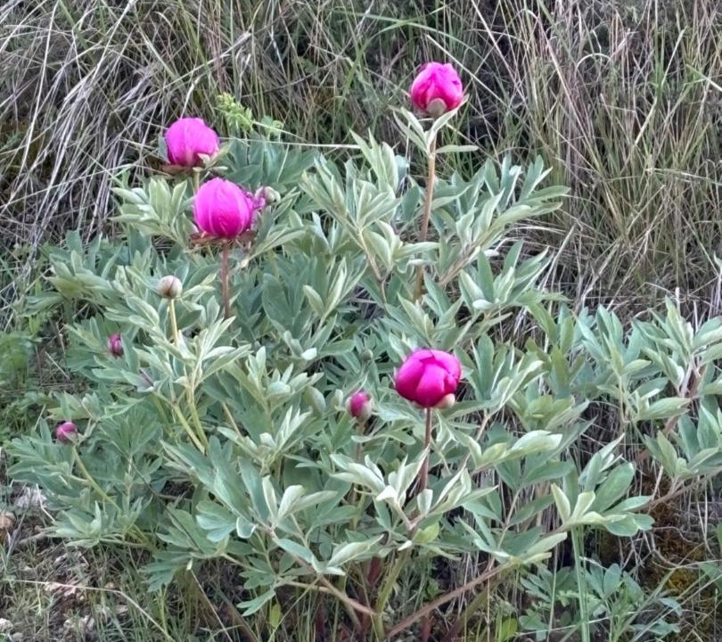Photo of Outdoor in Barriopedro