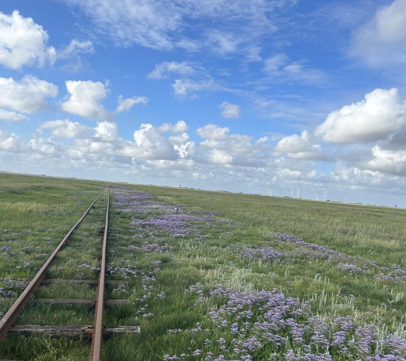 Photo of Others in Hallig Langeneß
