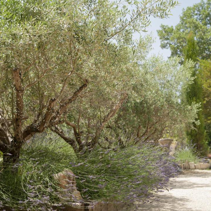 Photo of Others in Paradou