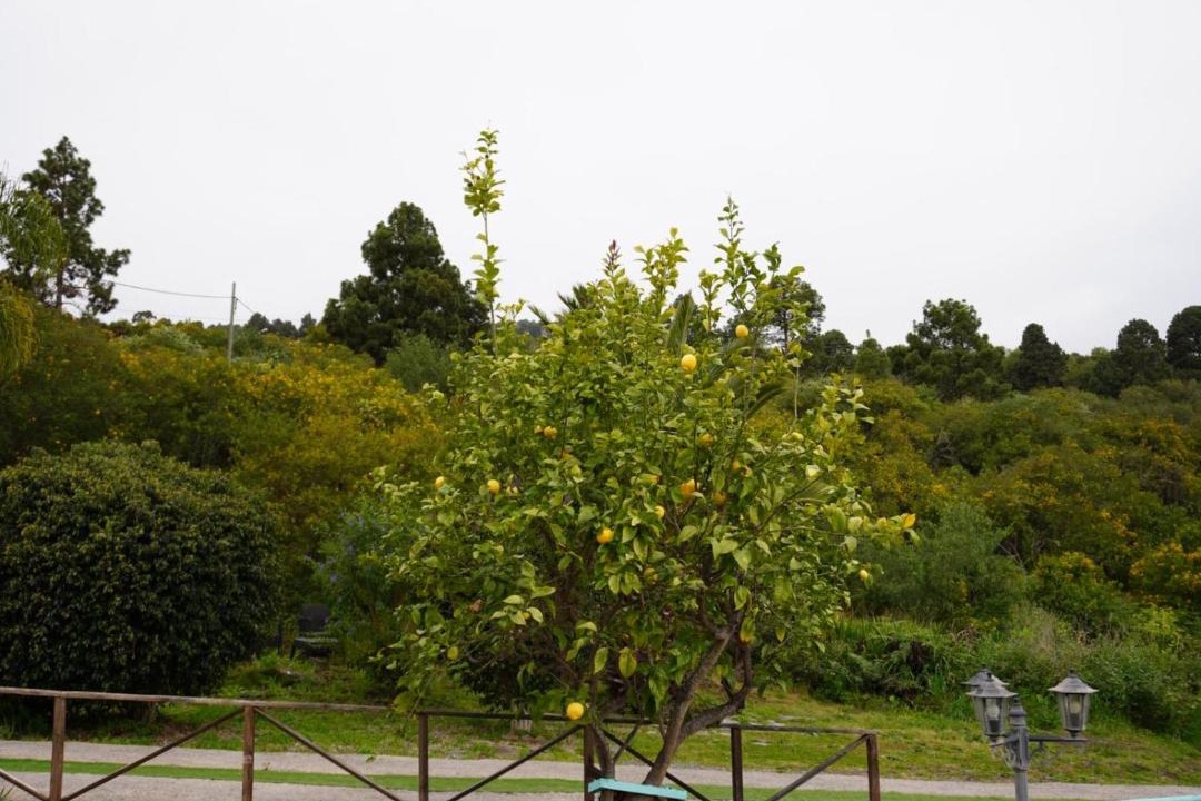 Photo of Outdoor in Icod de los Vinos