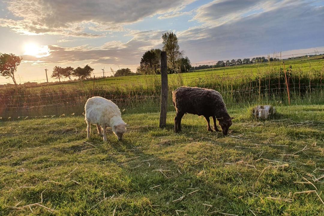 Photo of Others in Horum
