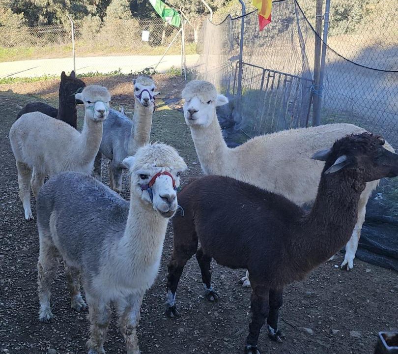 Photo of Others in Montoro